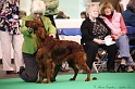 Crufts2011 191